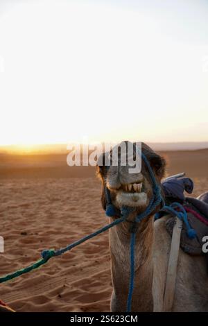 Dromadaire couché dans le désert marocain à mâcher des dents Banque D'Images