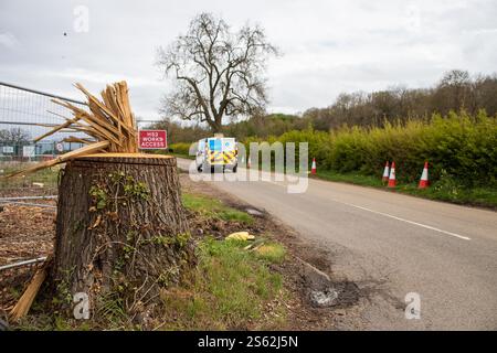 Un arbre qui a été abattu pour faire place à un HS2 Compound, près de Southam. Banque D'Images