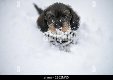 Un adorable chiot Teckel miniature à poil métallique, sanglier, jouant dans la neige Banque D'Images