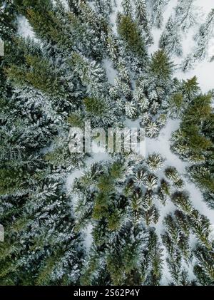 Vue aérienne de la forêt à feuilles persistantes enneigées dans le sud de l'Islande pendant l'hiver. Banque D'Images