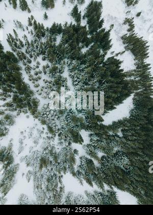 Vue aérienne de la forêt à feuilles persistantes enneigées dans le sud de l'Islande pendant l'hiver. Banque D'Images