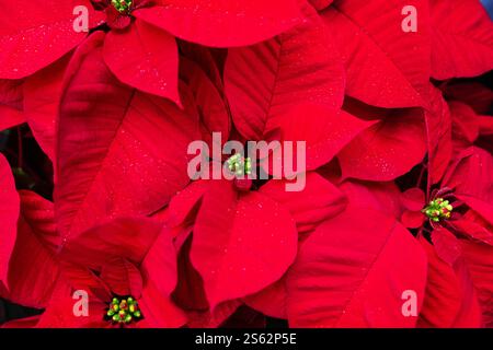 Gros plan de fleurs de Noël poinsettia rouges. Fleurs rouges poinsettia fond d'étoile de Noël. Fleurs de fête d'hiver traditionnelles de Noël. Banque D'Images