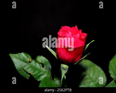 Gros plan : nature morte d'une rose rouge romantique unique sur une tige. Fleur coupée, fond noir avec des feuilles vertes. Banque D'Images