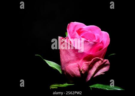 Gros plan : nature morte d'une rose rose rose foncé sur une tige. Fleur coupée, fond noir. Banque D'Images