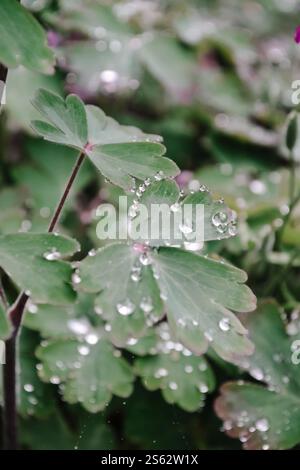 Image portrait de feuilles de vigne couvertes de pluie un matin d'hiver en Angleterre, Royaume-Uni Banque D'Images