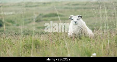 Moutons islandais reposant paisiblement dans une prairie verdoyante, dans l'est de l'Islande. Banque D'Images