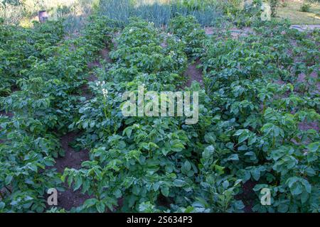 Champ de pommes de terre avec des lits de fleurs de buissons de pommes de terre en gros plan Banque D'Images
