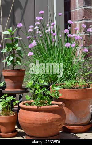 Groupe de pots en terre cuite avec des herbes sur un balcon pation par une journée d'été ensoleillée Banque D'Images