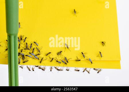 Papier collant jaune avec mouches de champignon piégées en gros plan Banque D'Images