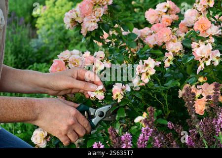 Main d'une femme devant le rosier Deadhead passé fleurs Banque D'Images