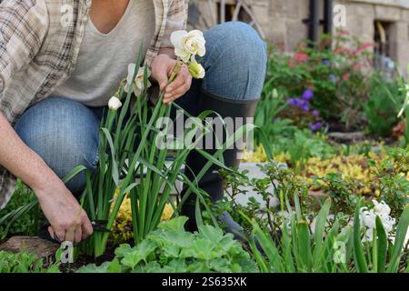 Femme coupant des fleurs de jonquille dans son jardin Banque D'Images