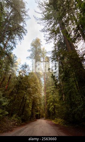 La lumière du soleil filtre à travers les arbres imposants bordant une route de gravier dans une forêt luxuriante. Le cadre tranquille invite à l'exploration et à la connexion avec la nature. Banque D'Images