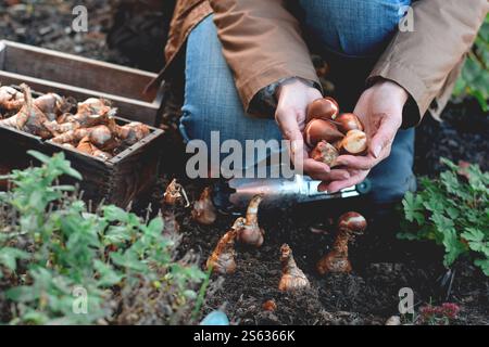 Mains de la femme tenant des bulbes de tulipes de printemps prêts à être plantés à l'automne Banque D'Images
