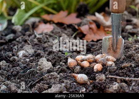 Bulbes de fleurs sur le dessus du sol prêt à être planté Banque D'Images
