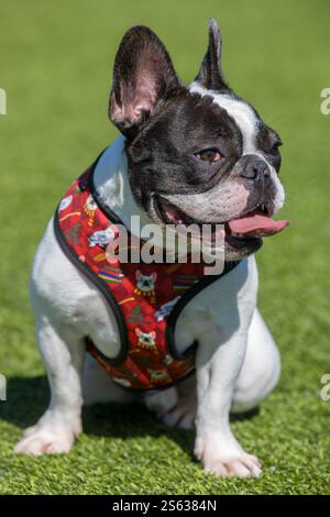 Noir et blanc Frenchie Piebald homme assis et Panting. Hors laisse Dog Park en Californie du Nord. Banque D'Images