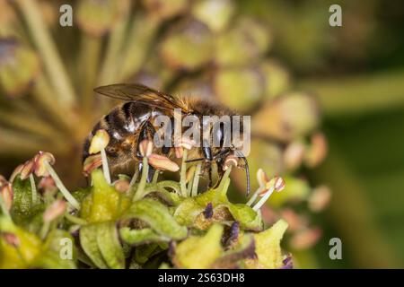 Abeille lierre sur lierre - Colletes hederae, la dernière abeille à être active en Grande-Bretagne en hiver, photographiée à la mi-novembre au soleil sur lierre dans le sud de l'Écosse Banque D'Images