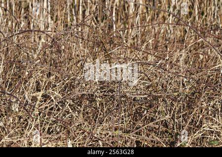 Les Brambles et l'herbe poussent dans les sous-bois près de la côte. Banque D'Images