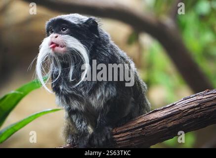 Assis sur une branche d'arbre de la jungle dans la forêt amazonienne en Amérique du Sud, un drôle empereur barbu tamarin sort sa petite et mignonne langue. Banque D'Images