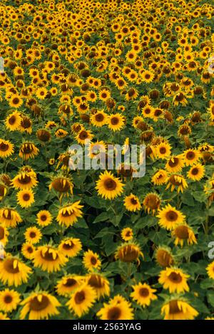 Champ de tournesol à North Berwick en Écosse Banque D'Images