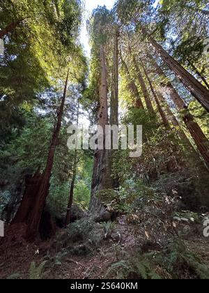 Arbres Muir Woods Banque D'Images