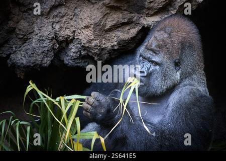 Gorilla argentée mangeant de la végétation fraîche dans son habitat naturel. Idéal pour la conservation de la faune, les études de comportement animal et Campaig sur le thème de la nature Banque D'Images