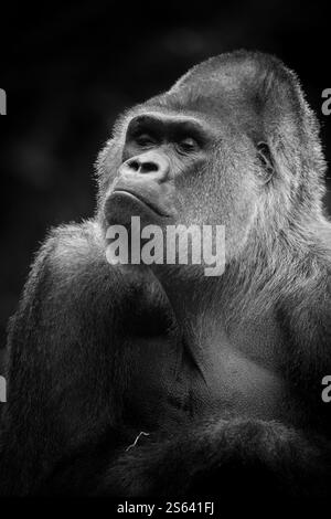 Portrait en noir et blanc d'un gorille des basses terres de l'Ouest avec une expression réfléchie. Idéal pour les thèmes de la faune, de l'art et de la conservation. Banque D'Images