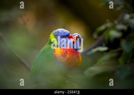 Paire de lorikeets arc-en-ciel (Trichoglossus moluccanus) au plumage vert, bleu, orange et jaune éclatant perché dans l'habitat naturel. Banque D'Images