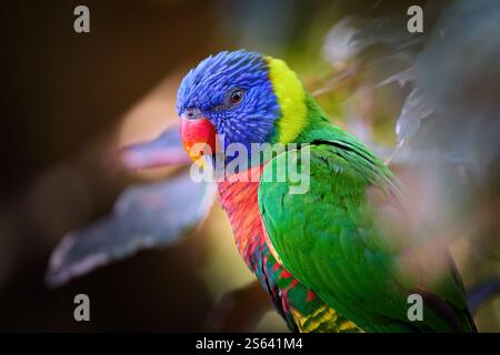 Rainbow Lorikeet, Trichoglossus moluccanus, gros plan de côté d'un perroquet multicolore isolé sur Tropical Habitat. Toutes les couleurs de l'arc-en-ciel. Banque D'Images