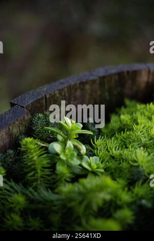 Gros plan de plantes succulentes poussant dans un récipient en fût en bois. Banque D'Images