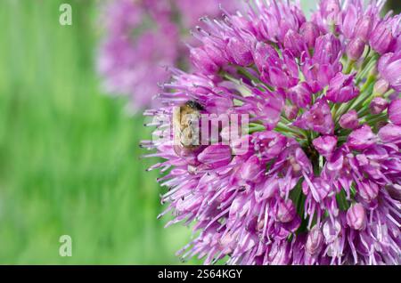 Abeille de miel sur une fleur d'Allium pourpre, Allium hollandicum 'Purple sensation', été, Royaume-Uni. Banque D'Images
