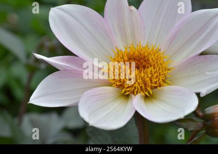 Gros plan du dahlia blanc « évêque de Douvres » montrant toutes les parties de fleurs, Royaume-Uni. Banque D'Images