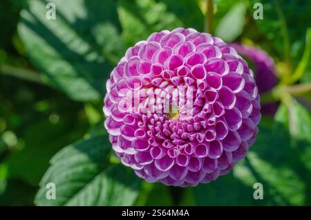 Dahlia 'Franz Kafka' violet pompon-gros plan. Jardin britannique. Banque D'Images