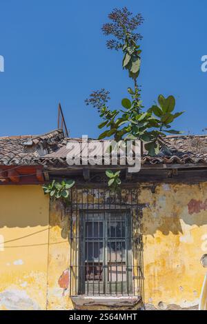 Antigua Guatemala, Sacatepequez, Guatemala. Plantes poussant sur le toit d'un vieux bâtiment à Antigua Guatemala. Banque D'Images