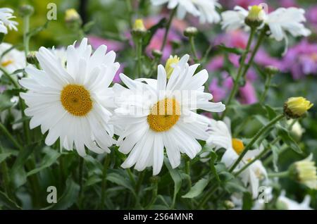 Ox-eye Daisy, Leucanthemum × superbum 'Western Star Taurus' ('Leuz0003'PBR) également connu sous le nom de Shasta Daisy, Royaume-Uni. Banque D'Images