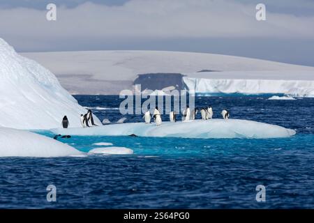 Adélie Penguins sur l'iceberg Banque D'Images