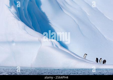 Adélie Penguins sur l'iceberg bleu, Antarctique Banque D'Images