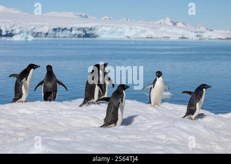 Groupe de manchots Adélie sur glace en Antarctique avec la mer et la côte enneigée derrière Banque D'Images