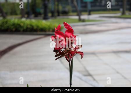 une seule grande fleur rouge vif au sommet de la tige unique contre la chaussée paysagée Banque D'Images