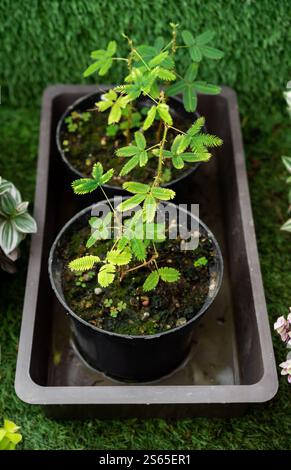 Plante sensible (Mimosa pudica) dans des pots en plastique noir placés dans un plateau. Les feuilles vertes et plumeuses ressortent sur le fond de pelouse, connu pour th Banque D'Images