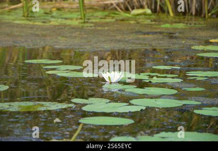 Belle fleur de lotus blanc et feuilles rondes de lis sur l'eau après la pluie dans la rivière de près. Belle fleur de lotus blanc et feuilles rondes de lis sur Banque D'Images