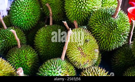 Gros plan d'un tas de durians verts frais avec des coquilles épaisses. Banque D'Images