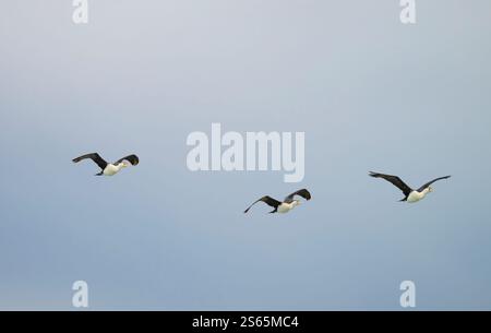 Les oiseaux cormorans (Phalacrocorax varius) en vol sont un grand oiseau noir et blanc avec un long bec crochu et des pattes et pieds noirs. backg isolé Banque D'Images