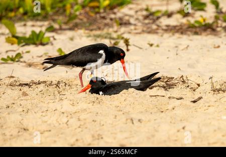 Le catcher des pieds australiens (Haematopus longirostris) a un plumage noir et blanc, avec un bec, un anneau et des pattes orange-rouge vif; Banque D'Images