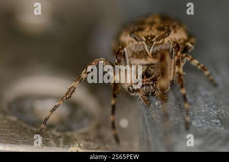 Vue frontale d'une araignée croisée femelle Banque D'Images