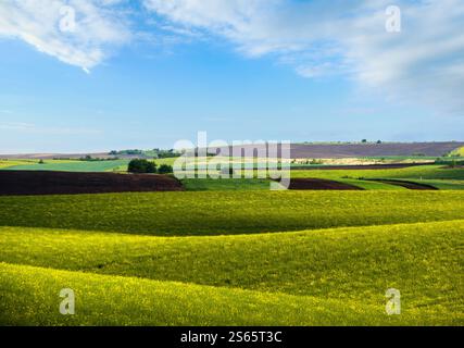 Vue de la soirée de printemps avec des champs de floraison jaune colza à la lumière du soleil avec des ombres nuageuses. Naturel saisonnier, beau temps, climat, éco, agriculture, Banque D'Images