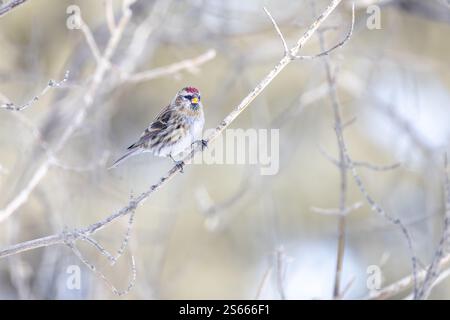 Redpoll commun (Acanthis flammea) perché sur une branche avec un fond doux et flou. Trouvé en hiver dans les forêts boréales du nord. Banque D'Images