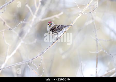 Redpoll commun (Acanthis flammea) perché sur une branche avec un fond doux et flou. Trouvé en hiver dans les forêts boréales du nord. Banque D'Images