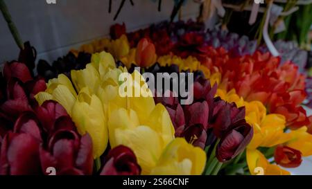 Un affichage vibrant de tulipes multicolores disposées en rangées, mettant en vedette une variété de couleurs, y compris le jaune, le rouge, le violet et l'orange. Banque D'Images