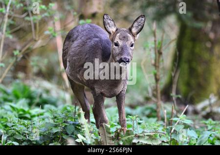 Recherche de cerfs de roe à la lumière du jour, Dorset, Royaume-Uni Banque D'Images