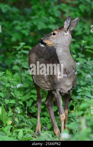 Recherche de cerfs de roe à la lumière du jour, Dorset, Royaume-Uni Banque D'Images